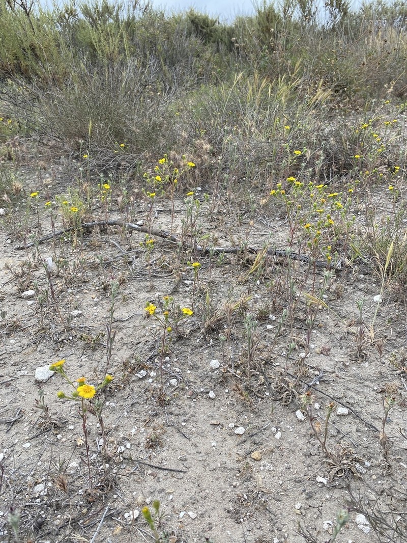 Otay Tarweed photo 8