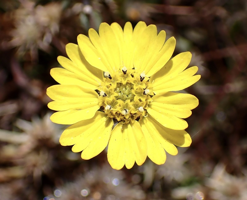Coastal Tarweed