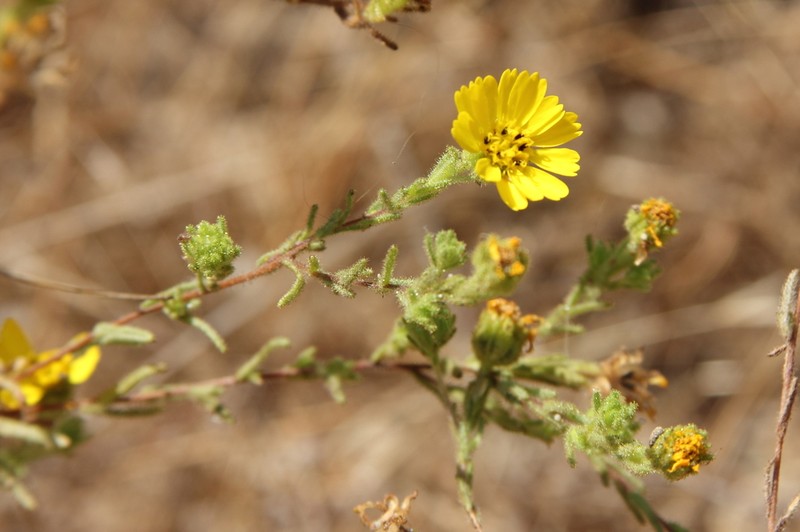 Coastal Tarweed