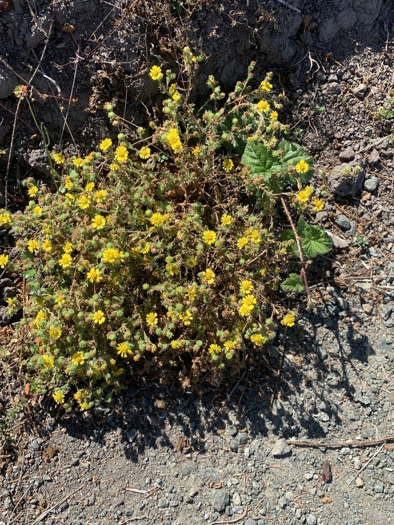 Coastal Tarweed photo 2