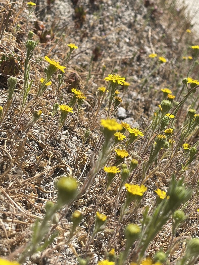 Coastal Tarweed photo 3