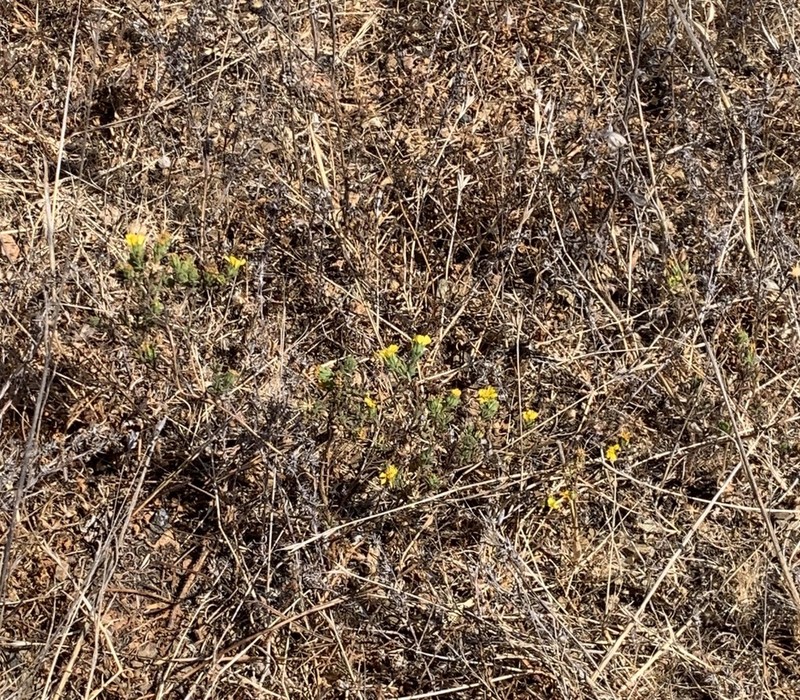 Coastal Tarweed photo 4