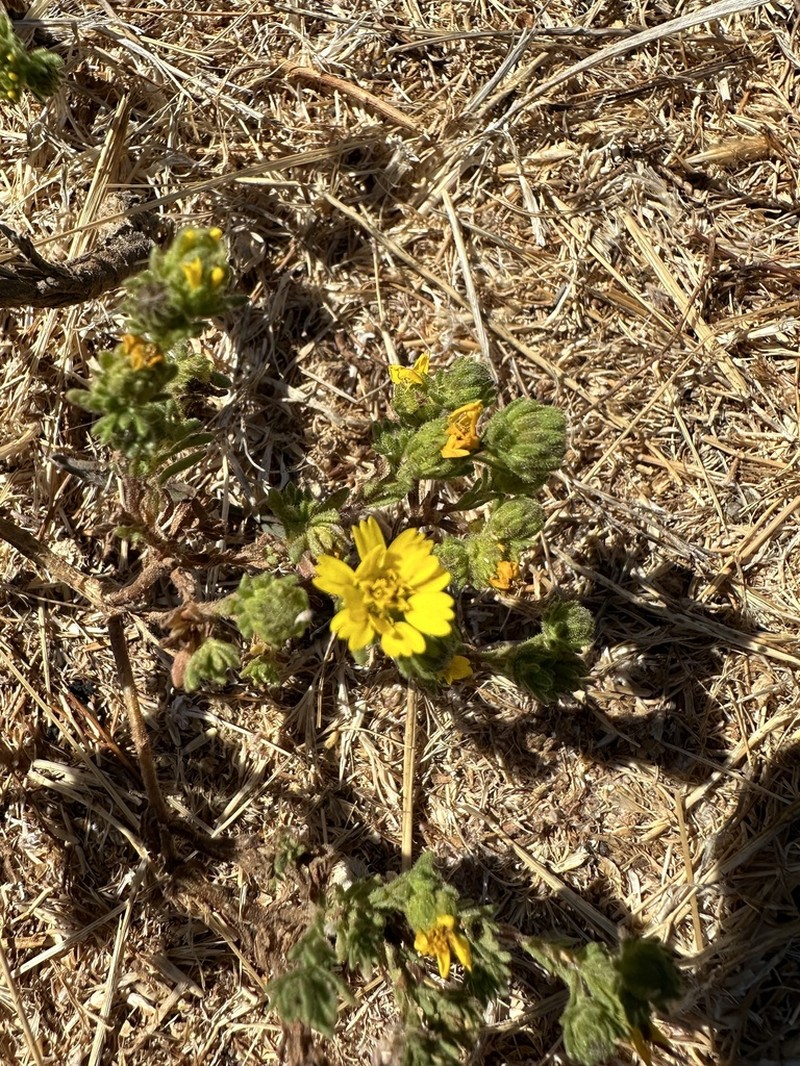 Coastal Tarweed photo 5