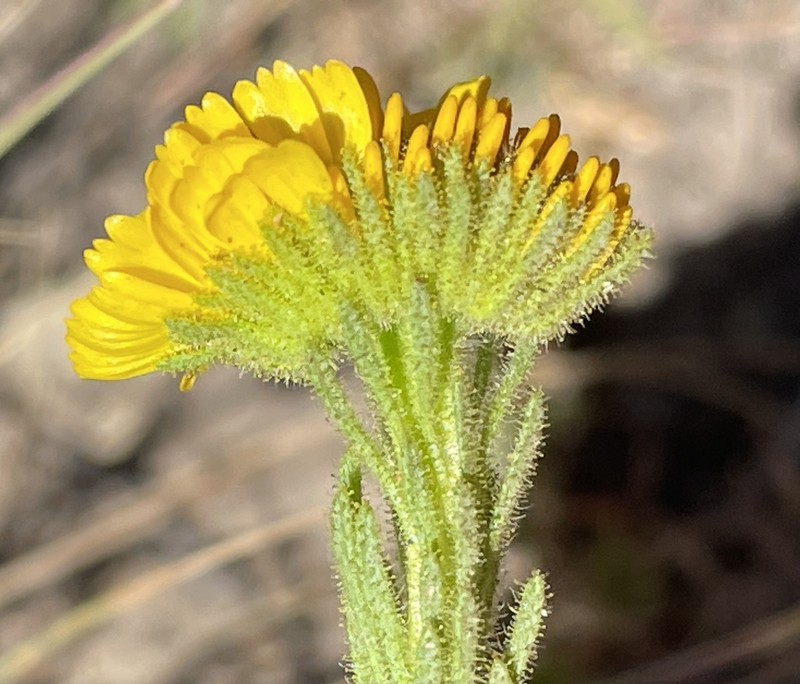 Coastal Tarweed photo 6