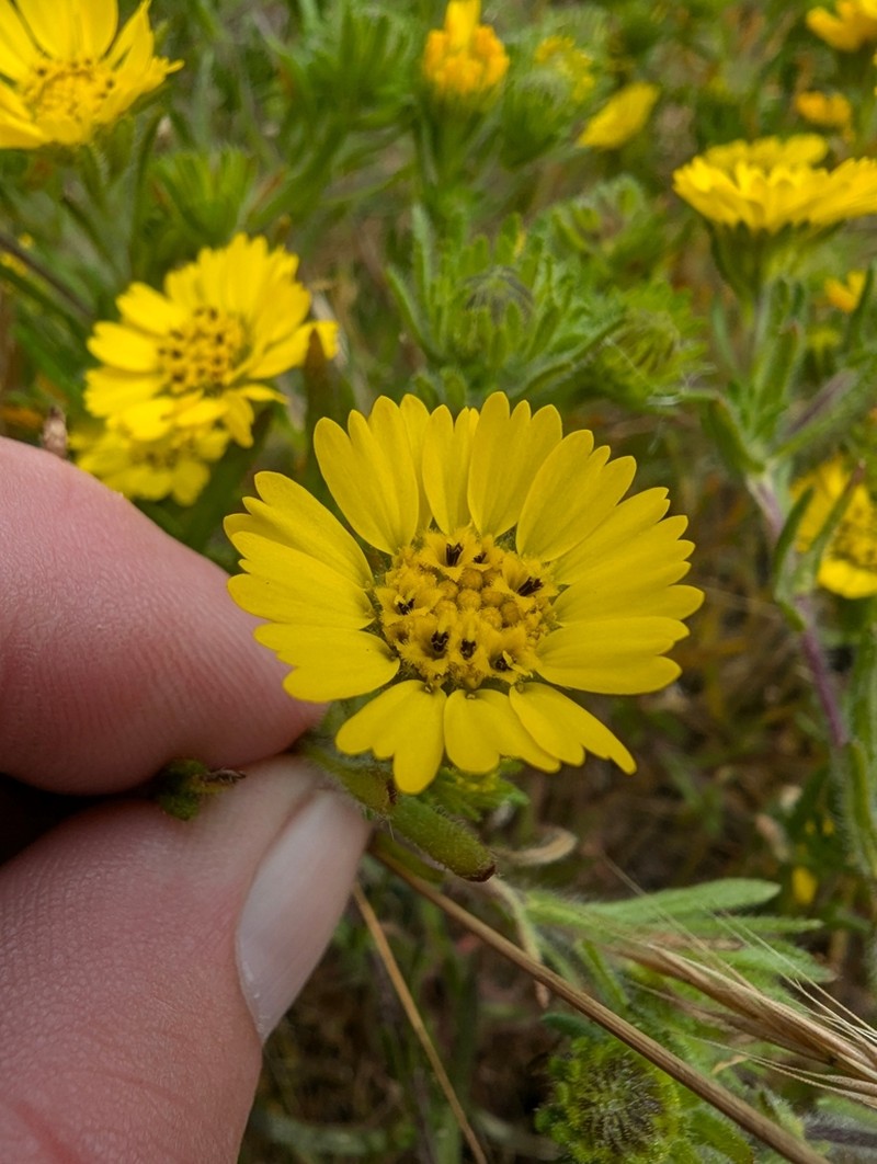 Coastal Tarweed photo 7