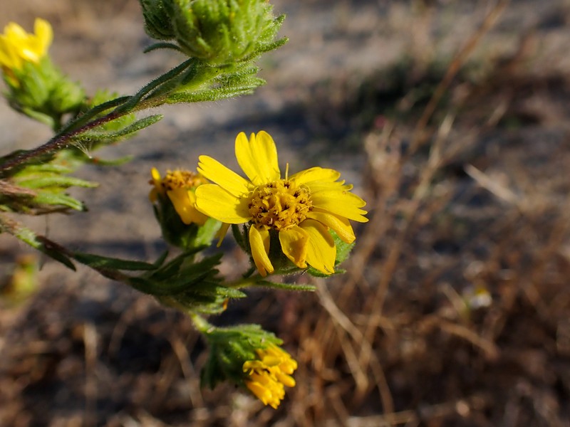 Coastal Tarweed photo 8