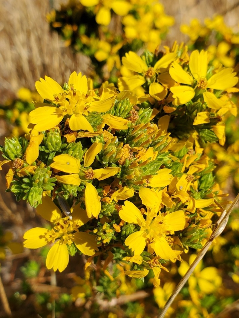 Clustered Tarweed