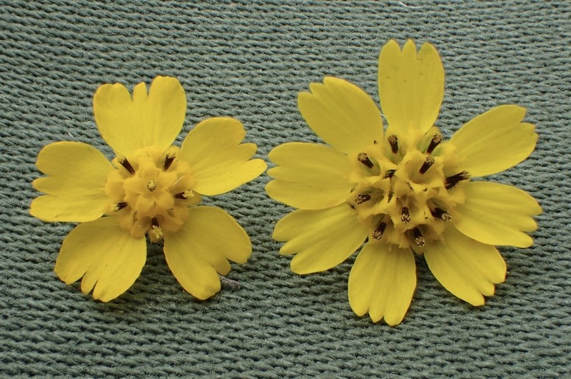 Clustered Tarweed photo 2