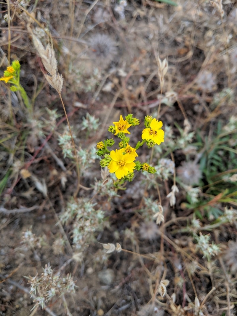 Clustered Tarweed photo 3
