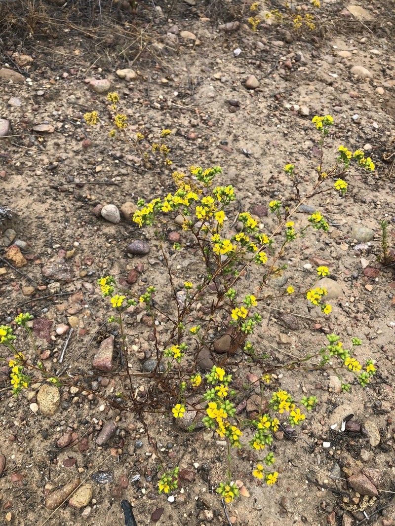Clustered Tarweed photo 4