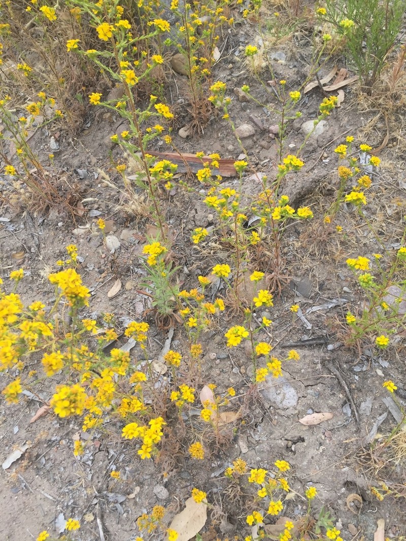 Clustered Tarweed photo 5