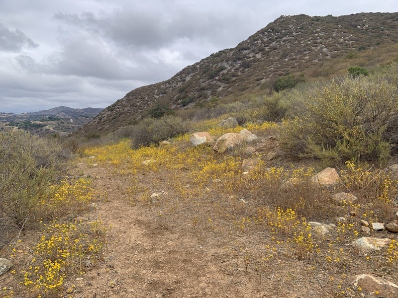 Clustered Tarweed photo 6