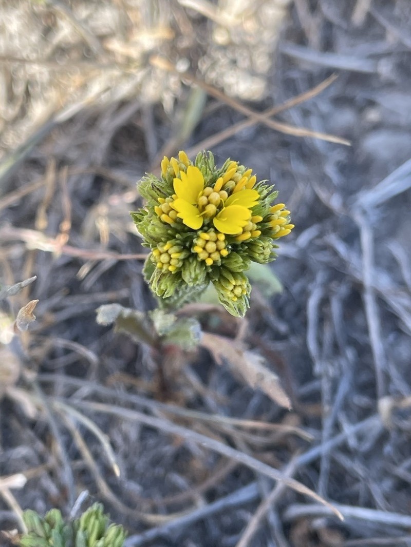 Clustered Tarweed photo 7