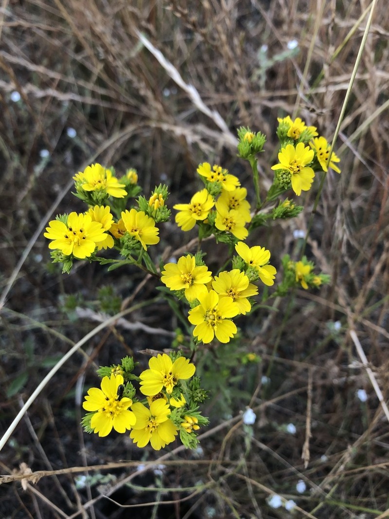 Clustered Tarweed photo 8