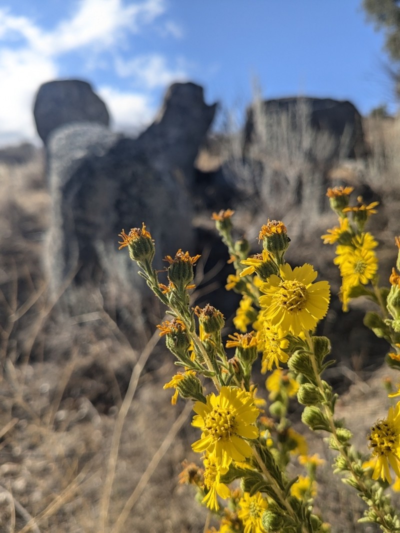 Tecate Tarweed