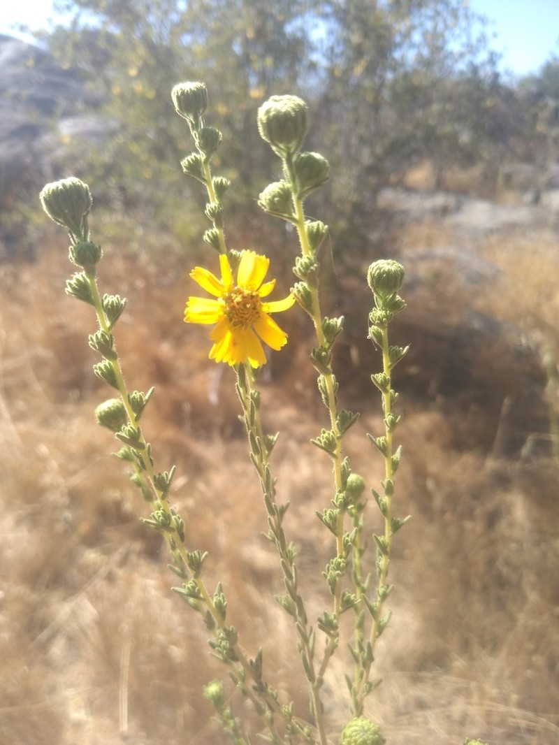 Tecate Tarweed photo 2