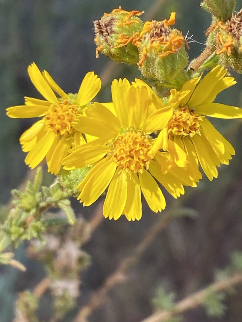 Tecate Tarweed photo 3