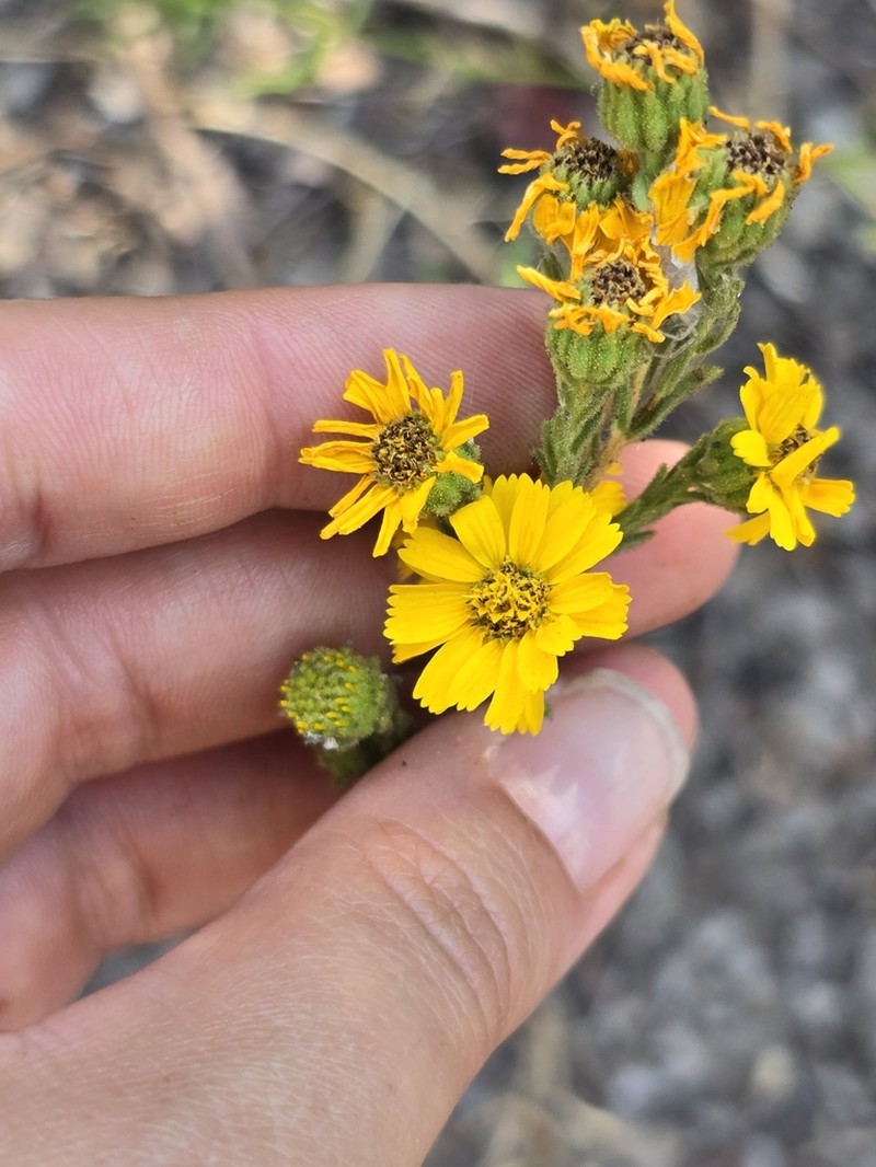 Tecate Tarweed photo 4