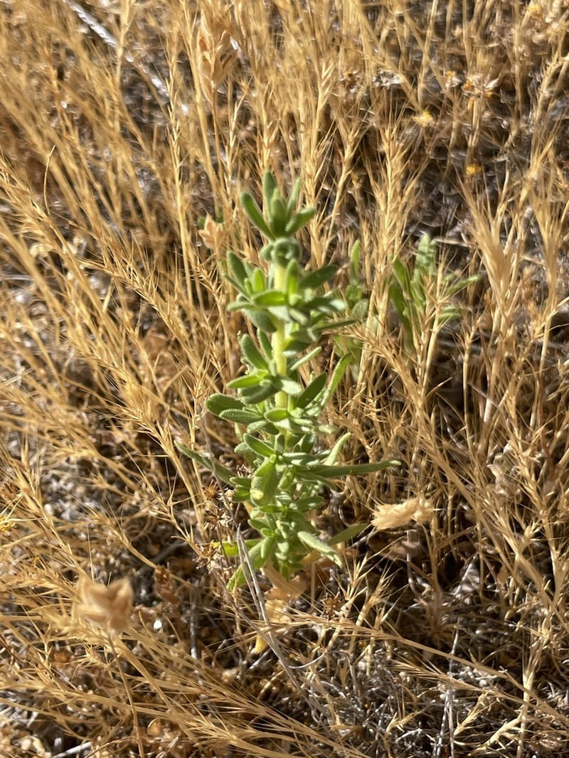 Tecate Tarweed photo 5
