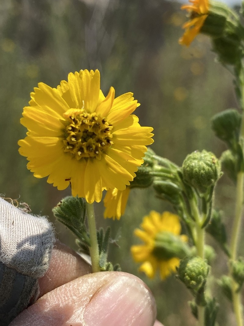 Tecate Tarweed photo 6