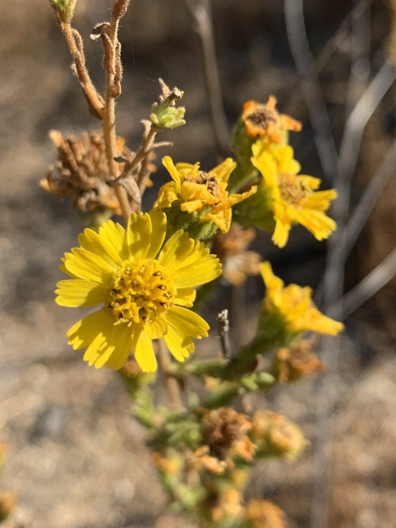 Tecate Tarweed photo 7