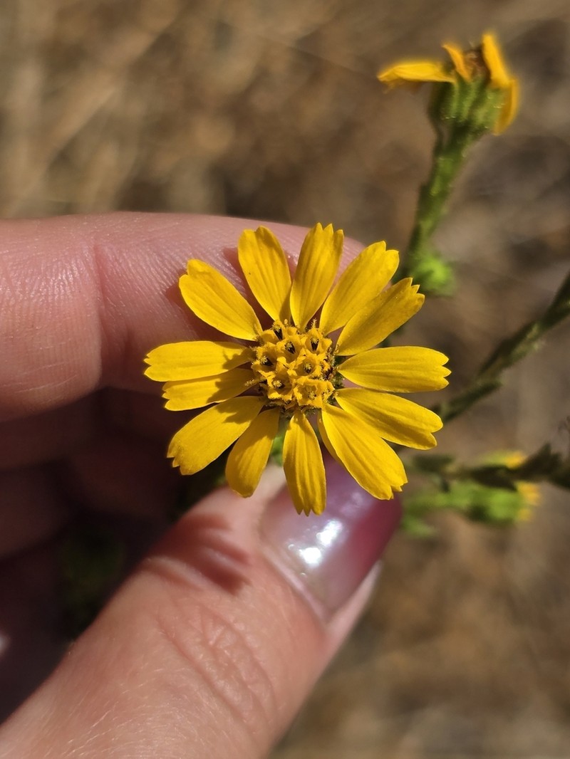 Tecate Tarweed photo 8