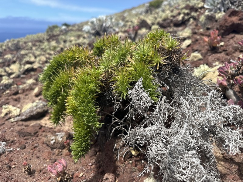 Deinandra frutescens photo 2