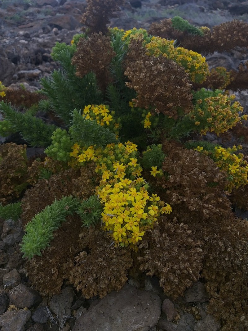 Deinandra frutescens photo 3