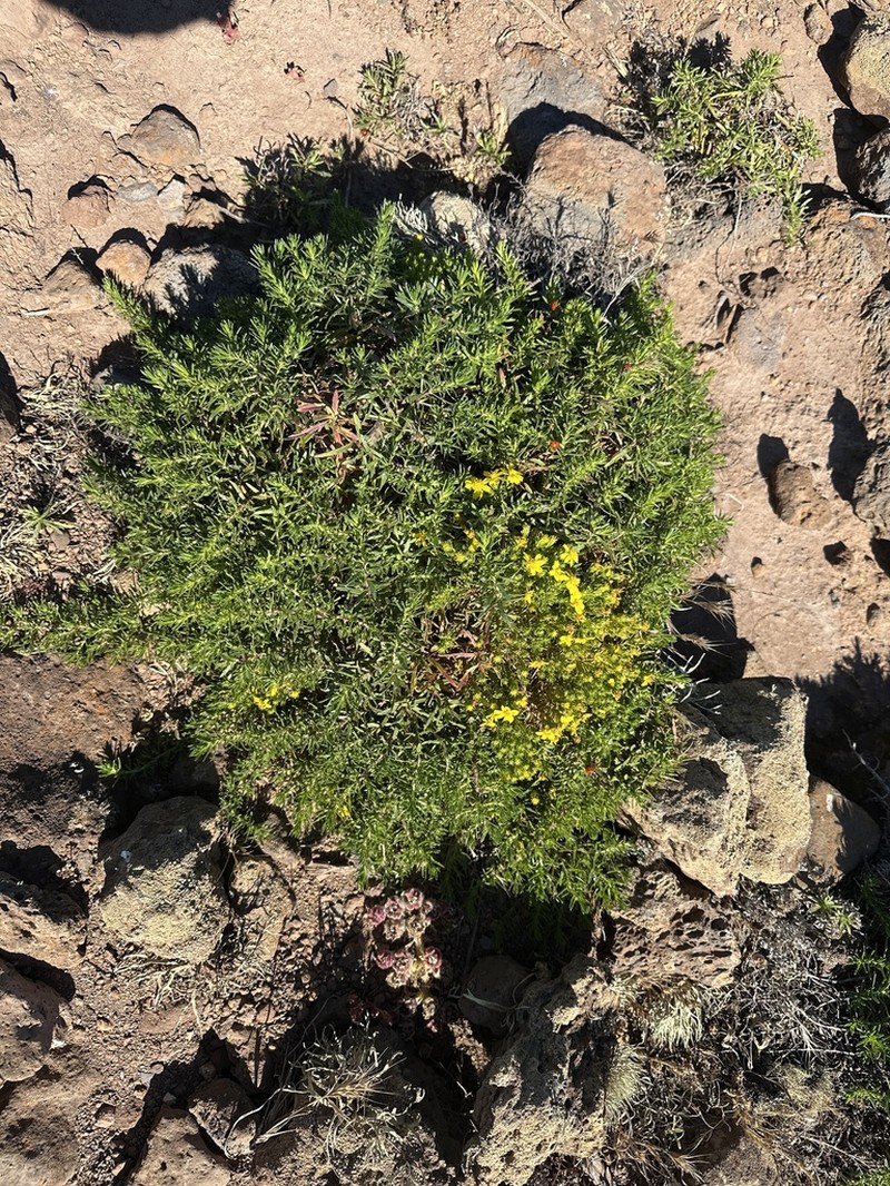 Deinandra frutescens photo 4