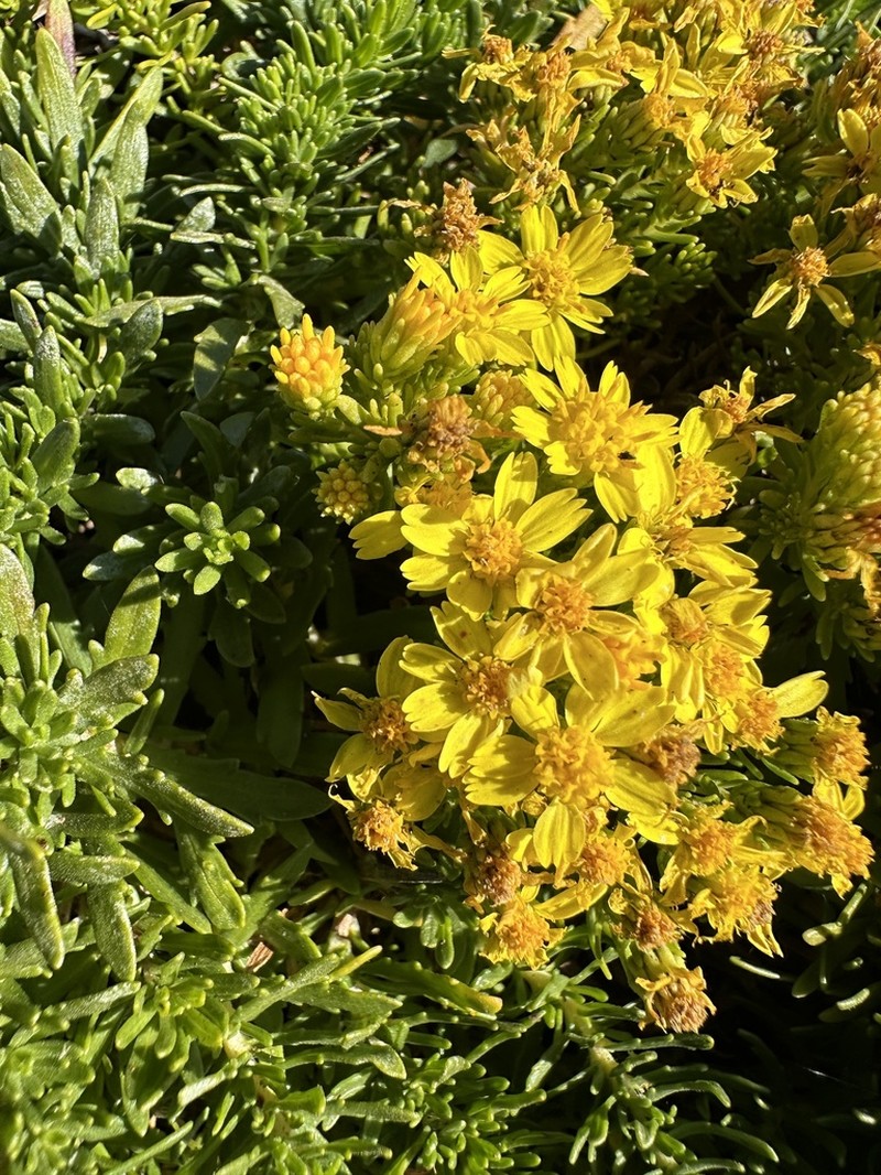 Deinandra frutescens photo 5