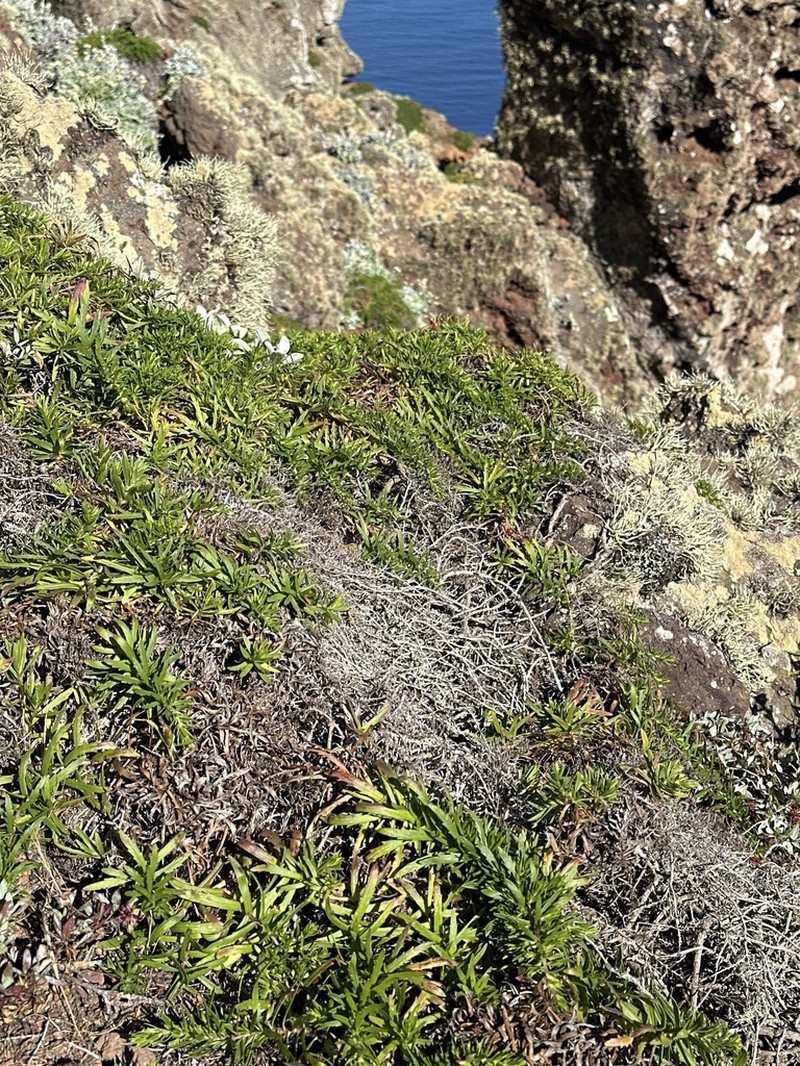 Deinandra frutescens photo 6