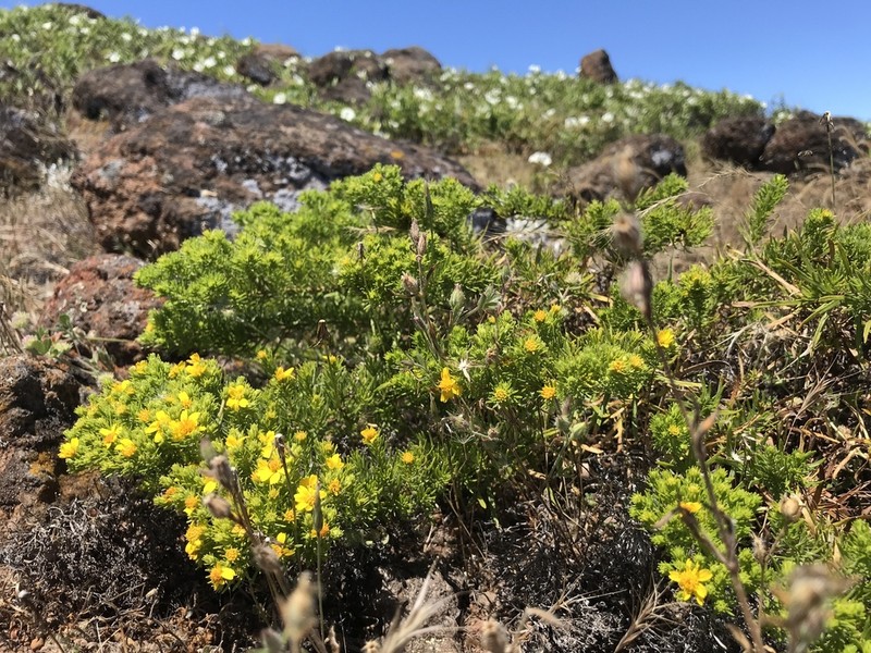 Deinandra frutescens photo 7