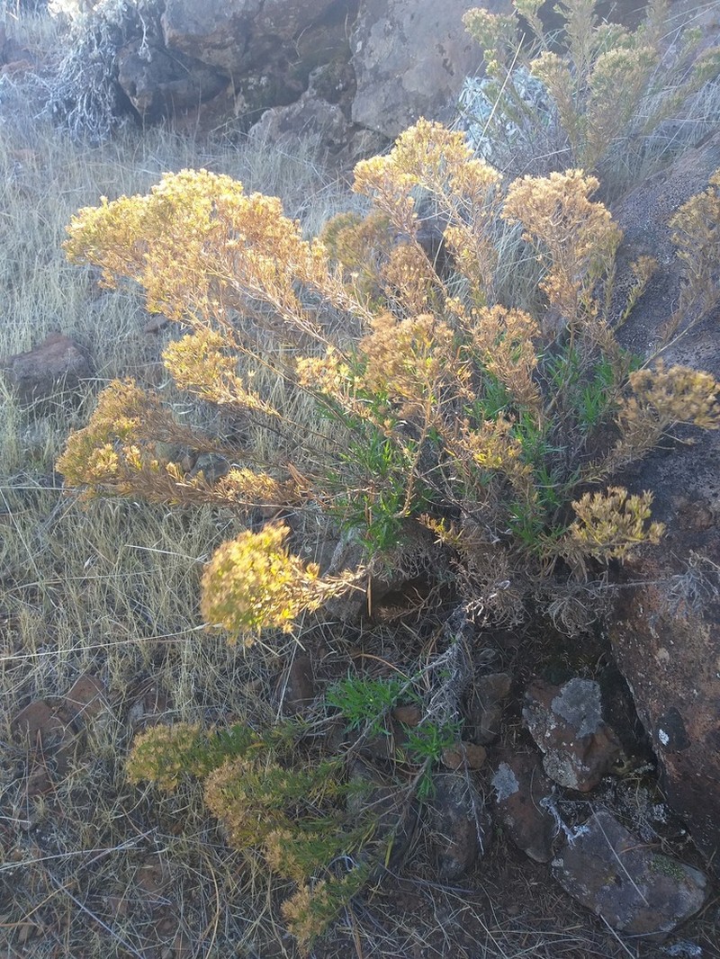 Deinandra frutescens photo 8