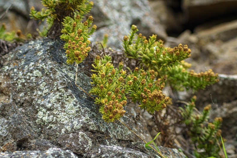 Deinandra greeneana