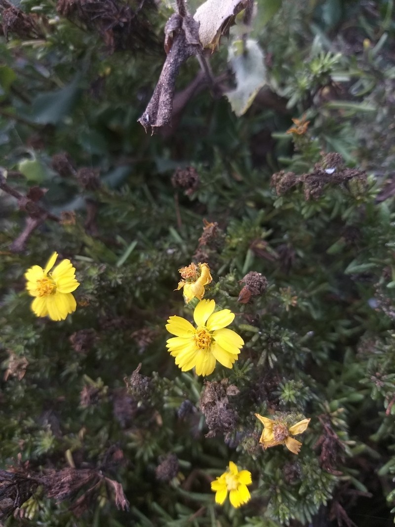 Deinandra greeneana photo 2