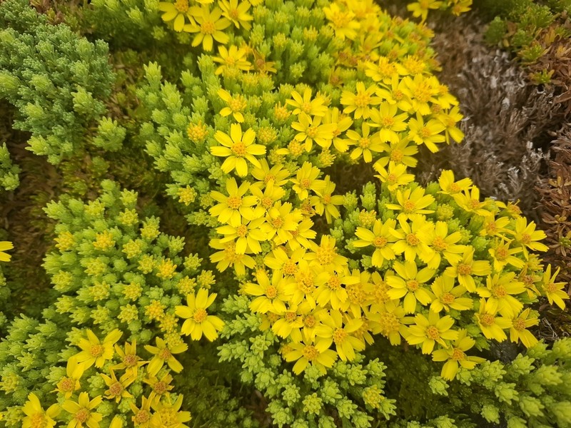 Deinandra greeneana photo 3