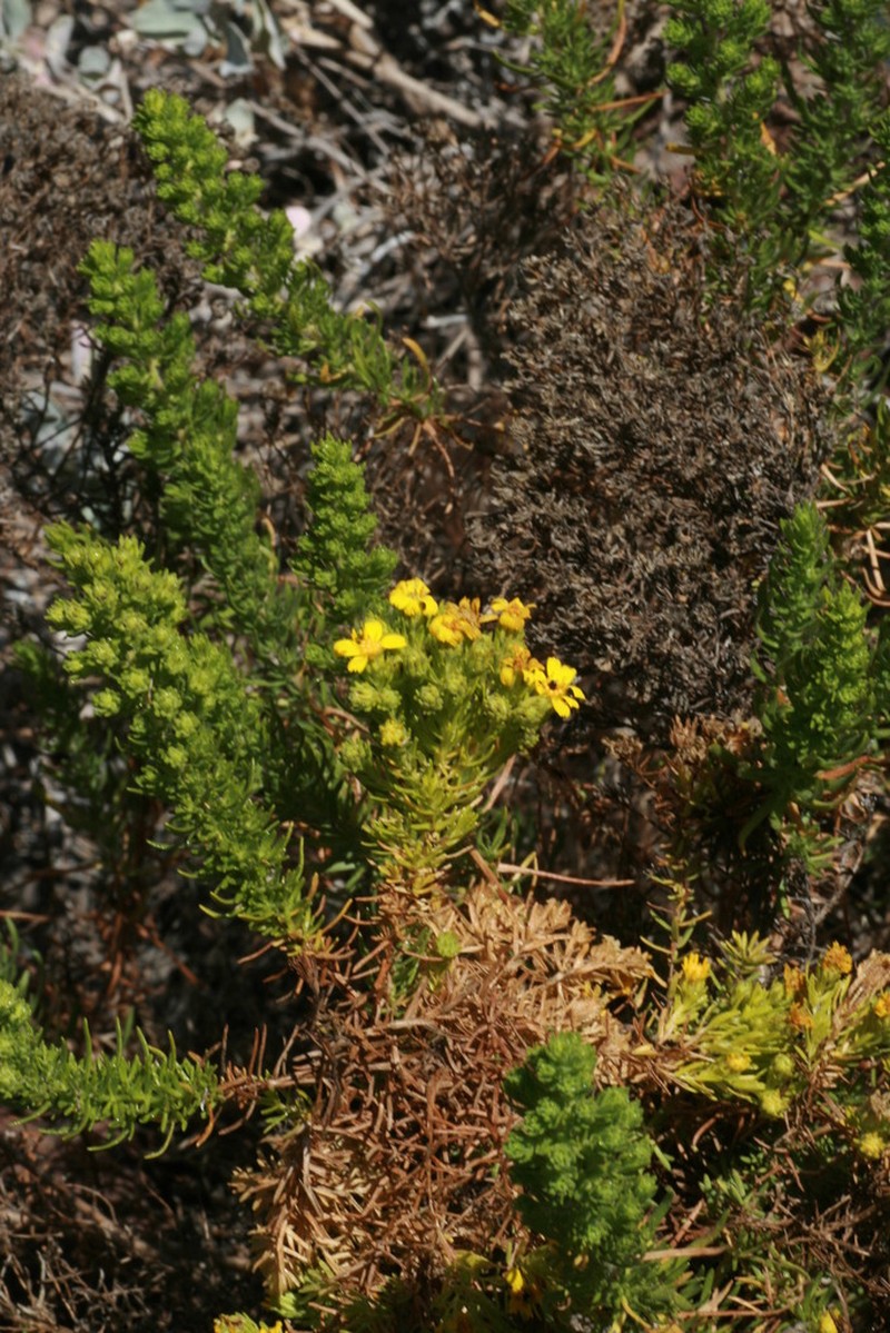 Deinandra greeneana photo 4