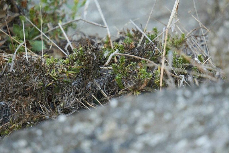 Deinandra greeneana photo 6