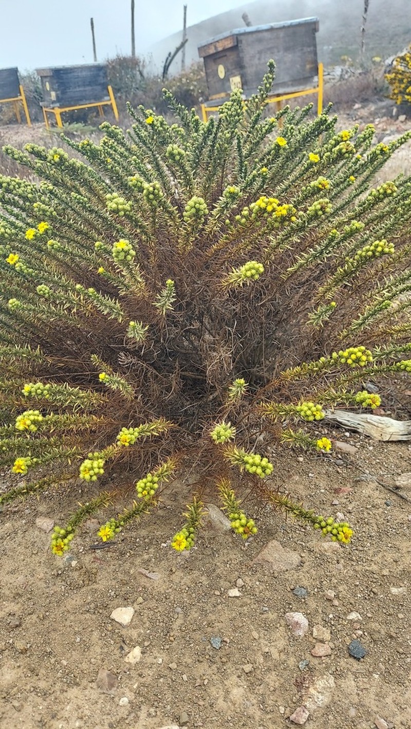 Deinandra greeneana photo 7