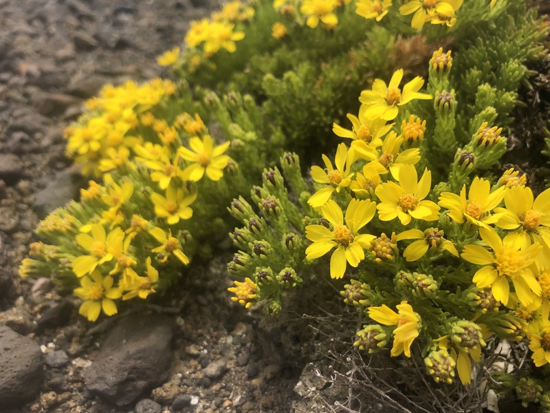 Deinandra greeneana var. greeneana