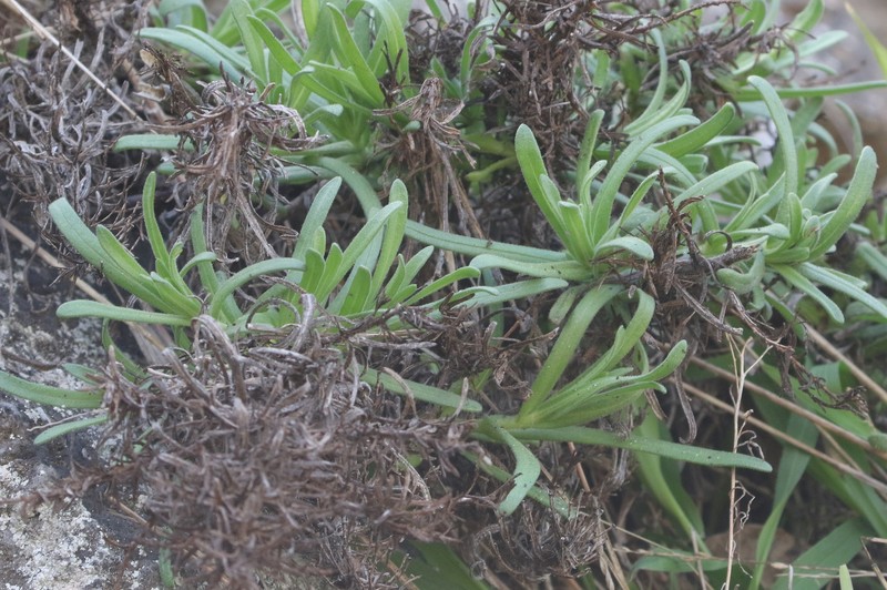 Deinandra greeneana var. peninsularis