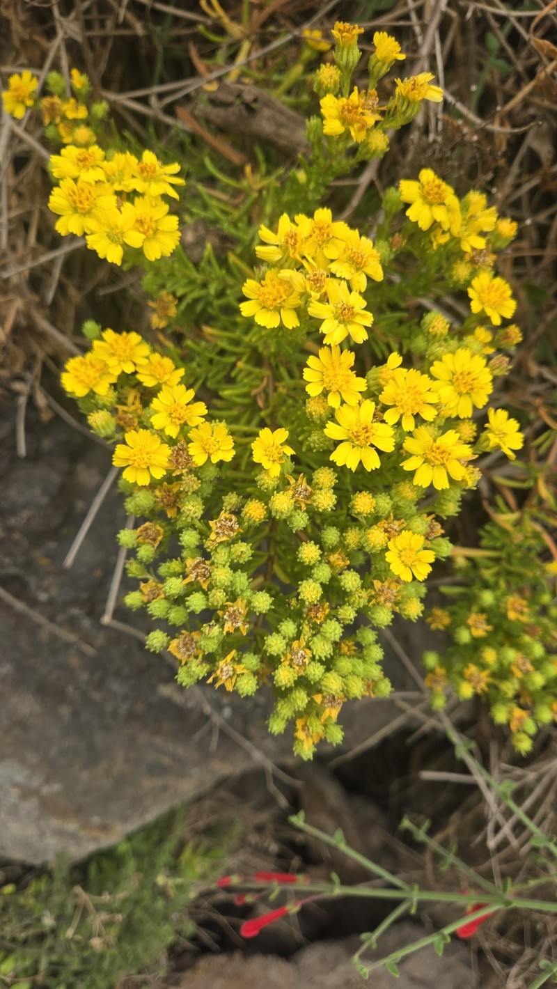 Deinandra greeneana var. peninsularis photo 2