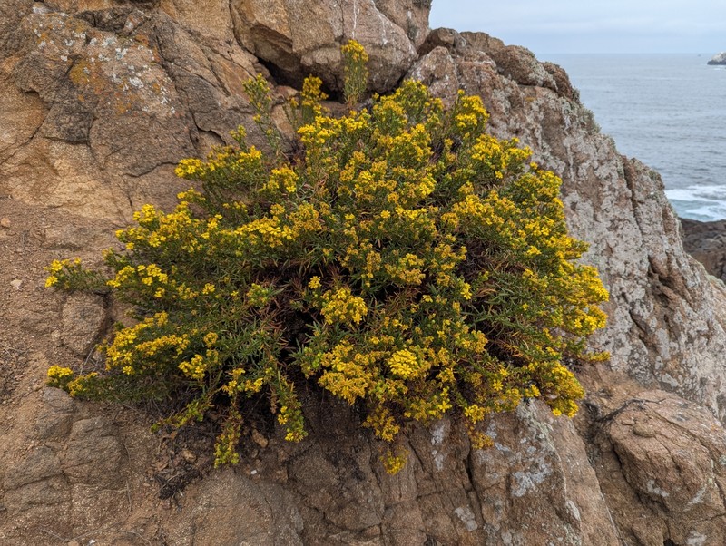 Deinandra greeneana var. peninsularis photo 3