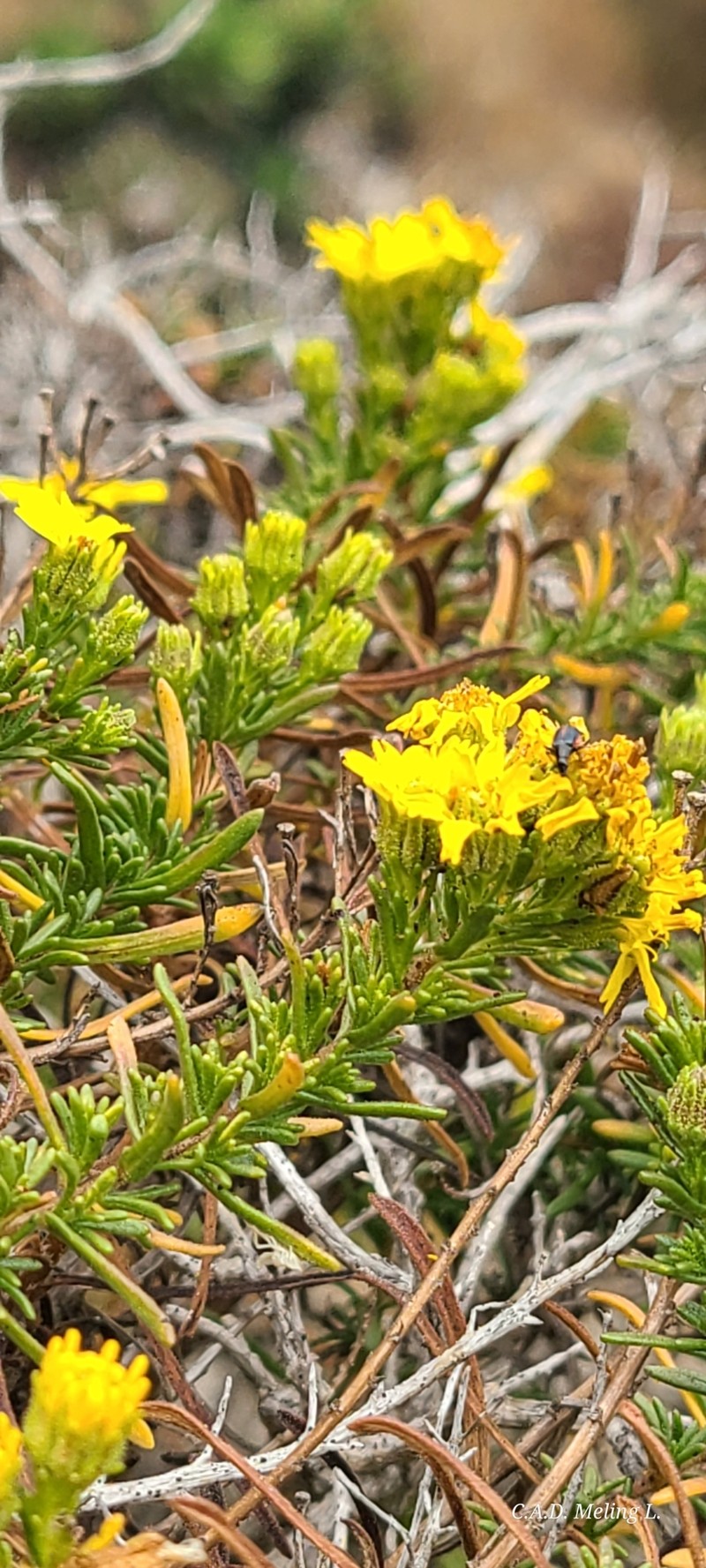 Deinandra greeneana var. peninsularis photo 4