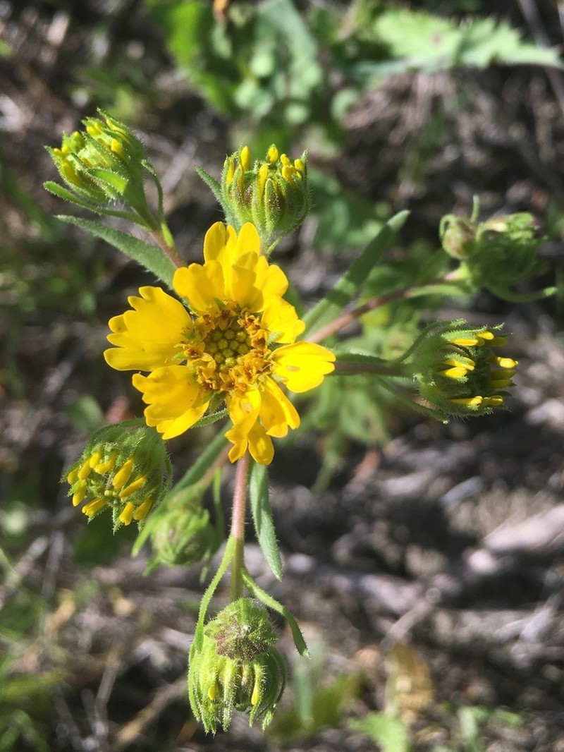 Hall's Tarweed