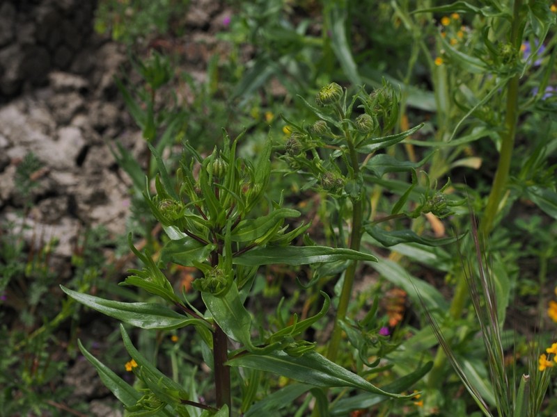 Hall's Tarweed photo 2