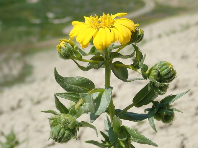 Hall's Tarweed photo 3