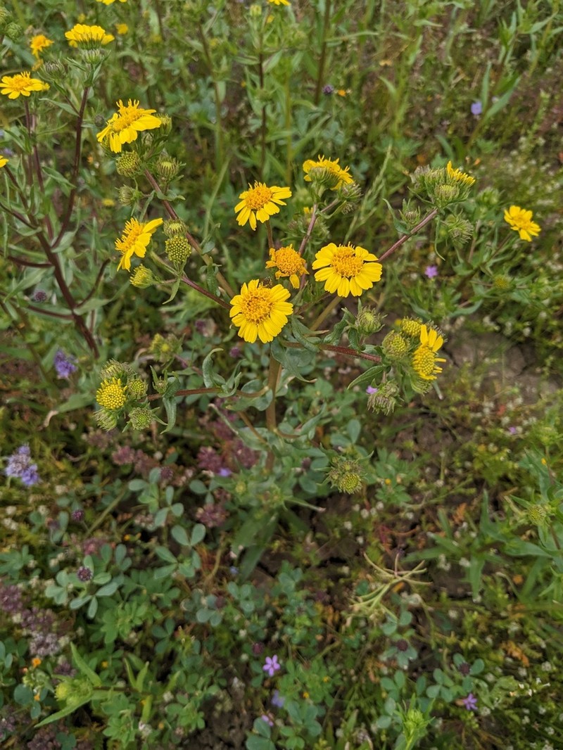 Hall's Tarweed photo 4