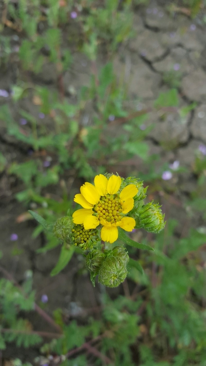 Hall's Tarweed photo 5