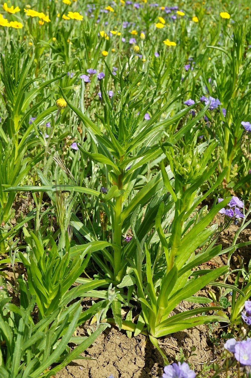 Hall's Tarweed photo 6